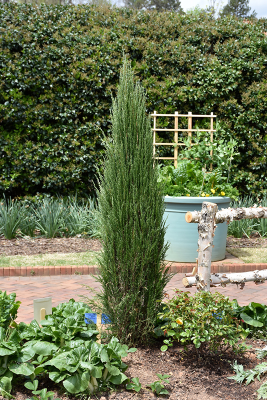 Blue Arrow Juniper (Juniperus scopulorum 'Blue Arrow') at Jared's Nursery, Gift and Garden