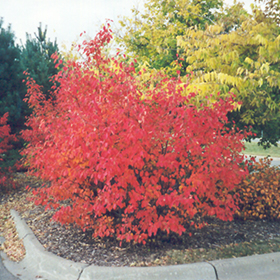 Plant Photo 8