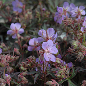 Plant Photo 2