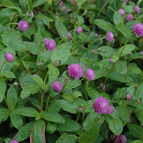 Plant Photo 9