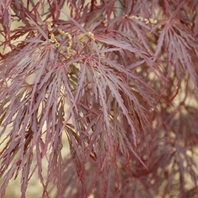 Plant Photo 7