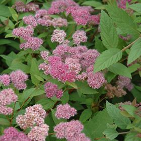 Plant Photo 6