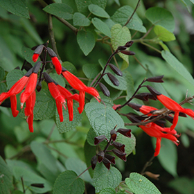 Plant Photo 4