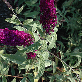 Plant Photo 9