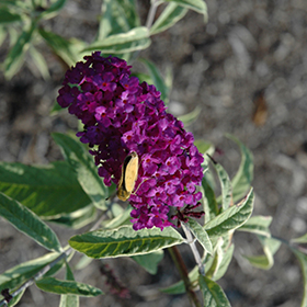 Plant Photo 8