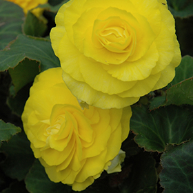 Plant Photo 9