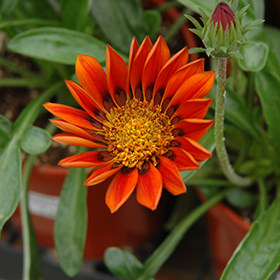 Plant Photo 3