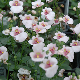 Plant Photo 4