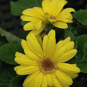 Plant Photo 7