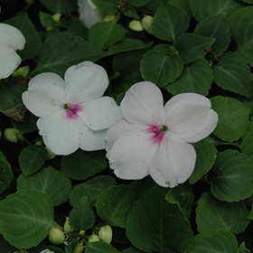 Plant Photo 8