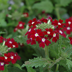 Plant Photo 10