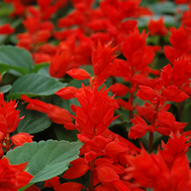 Plant Photo 3