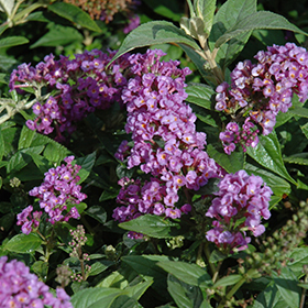 Plant Photo 9
