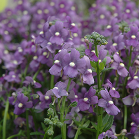 Plant Photo 9