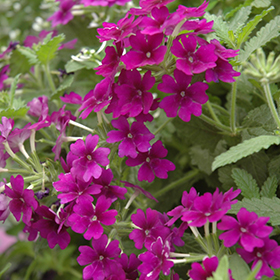 Plant Photo 8