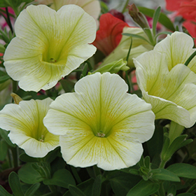 Plant Photo 5