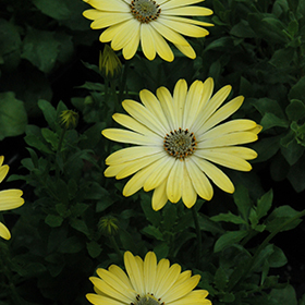 Plant Photo 8