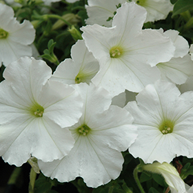 Plant Photo 2