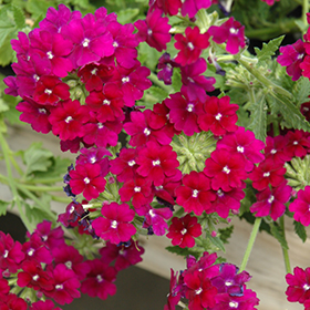 Plant Photo 7