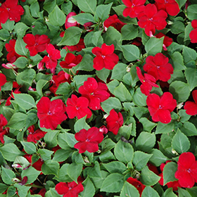 Plant Photo 9