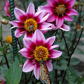 Plant Photo 6