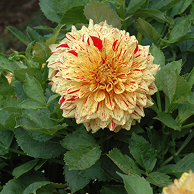 Plant Photo 9