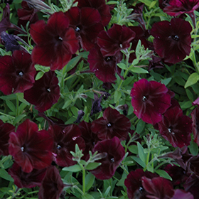 Plant Photo 10