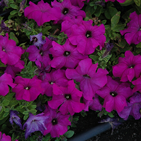 Plant Photo 9