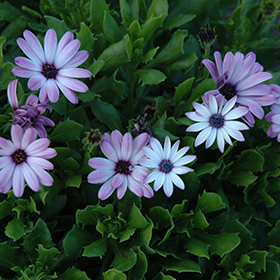 Plant Photo 8