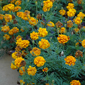 Plant Photo 5