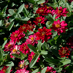 Plant Photo 4