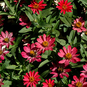 Plant Photo 2