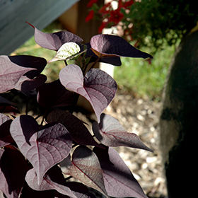 Plant Photo 8