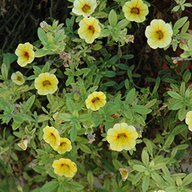 Plant Photo 10