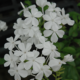 Plant Photo 9