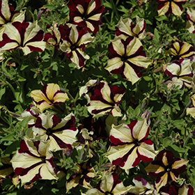 Plant Photo 6