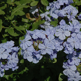 Plant Photo 1