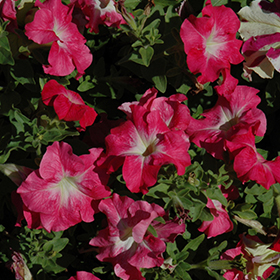 Plant Photo 8