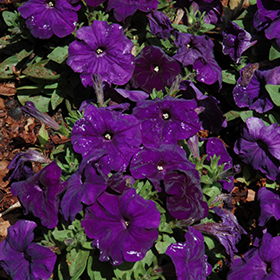 Plant Photo 4