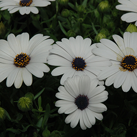 Plant Photo 9