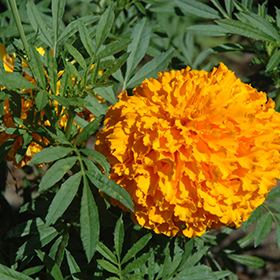 Plant Photo 7