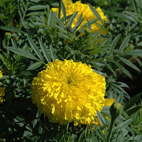 Plant Photo 8