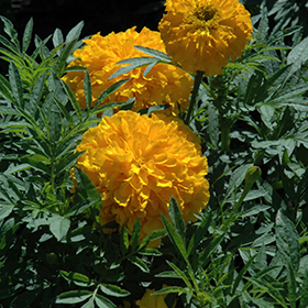 Plant Photo 6