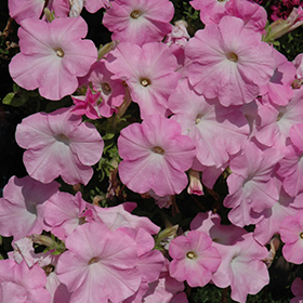 Plant Photo 7