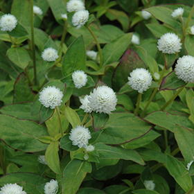 Plant Photo 8