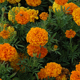 Plant Photo 10