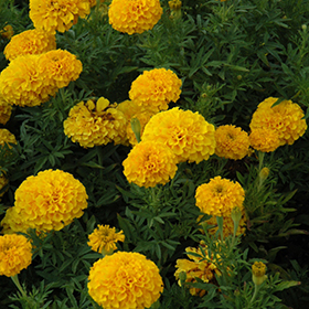 Plant Photo 9