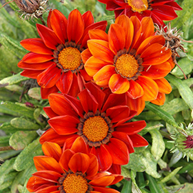 Plant Photo 10