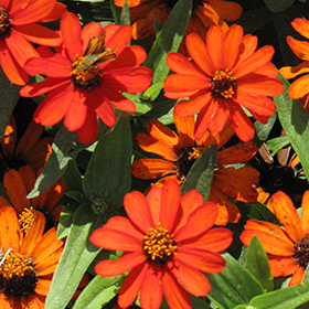 Plant Photo 1