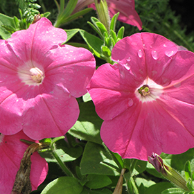 Plant Photo 10